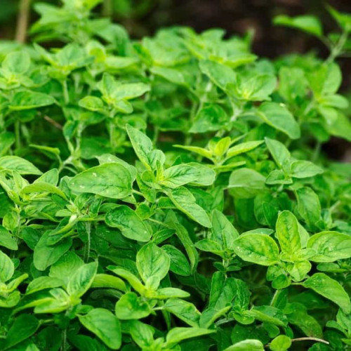 Herbs and Leaves