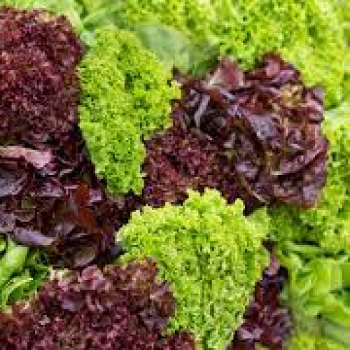 Lettuces - Leafs