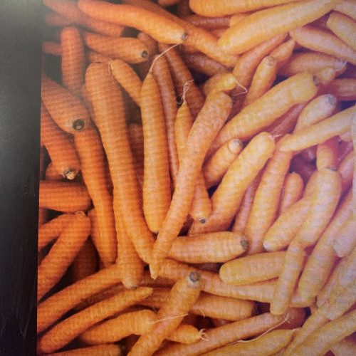 Carrot