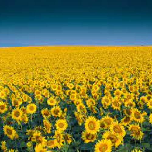 Sunflowers
