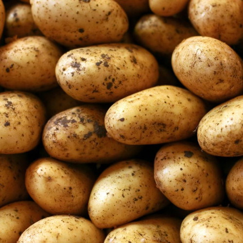 Potato