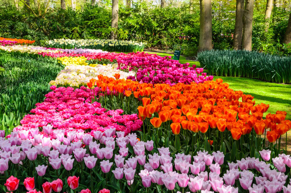 Tulips