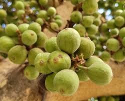 Fig