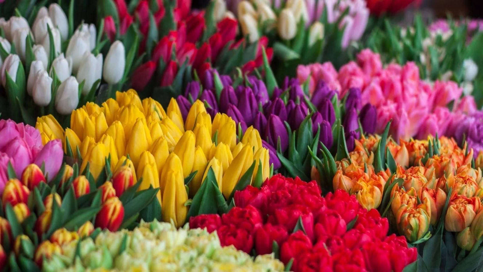 Tulips