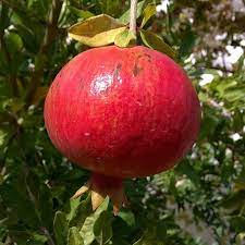Pomegranate