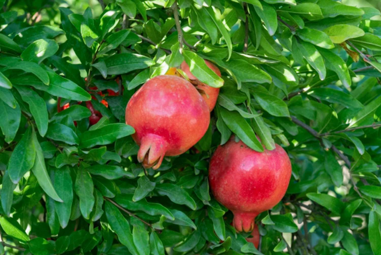 Pomegranate