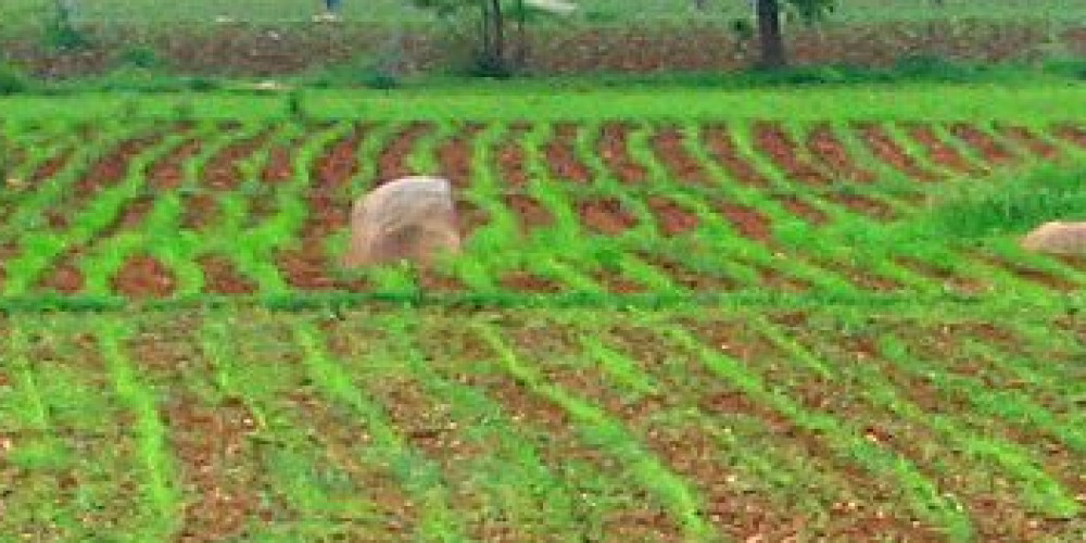 Farm Land for sale