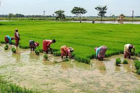 Farm Land for sale/lease