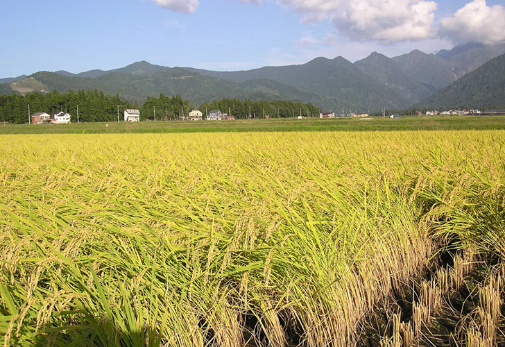 Agriculture for sale