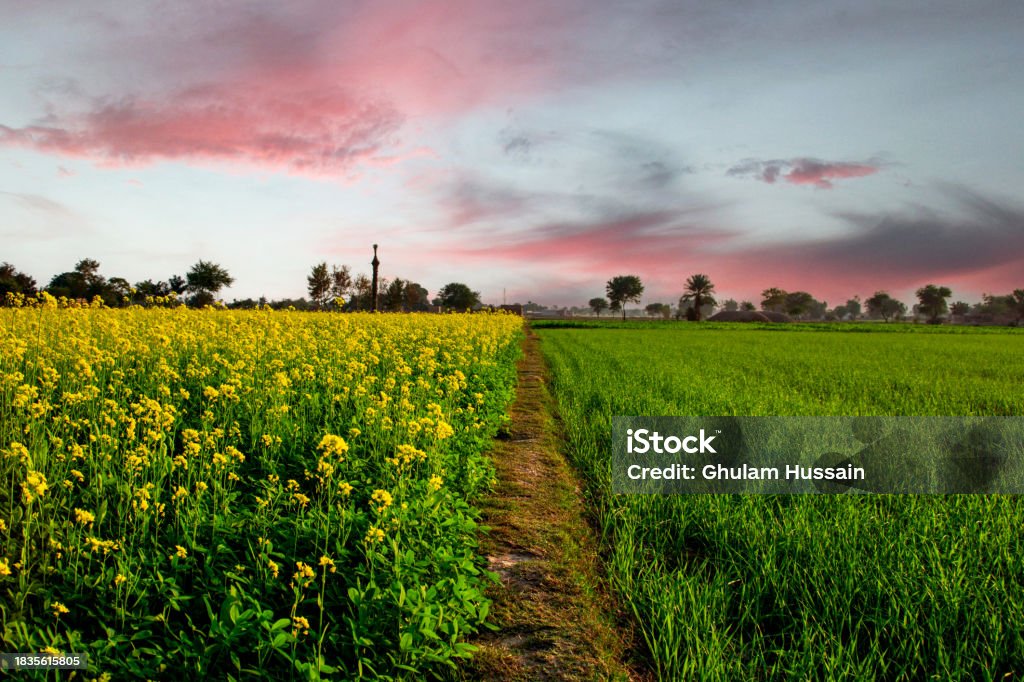 Farm Land for sale