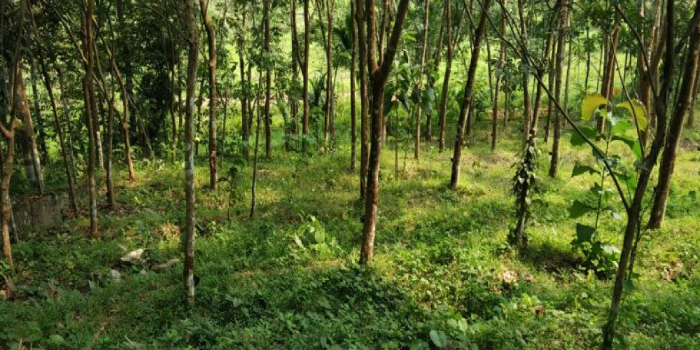 Forest land for lease